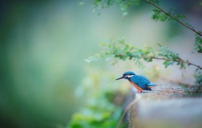 Close-up of bird perching on plant