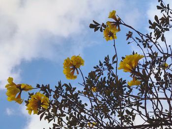 Low angle view of yellow flowers against sky