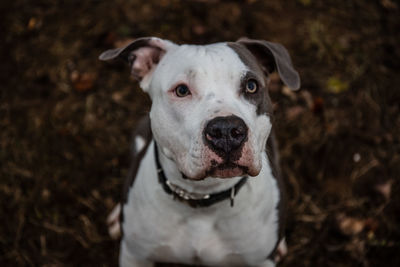 Close-up portrait of a dog on field