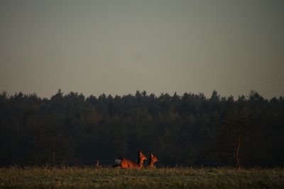 Deer on grassy field against sky