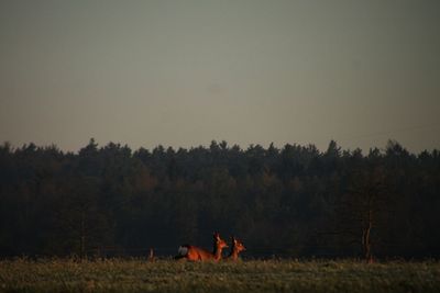 Deer on grassy field against sky