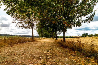 Trees on field against sky