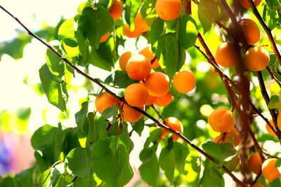 Low angle view of orange fruits on tree