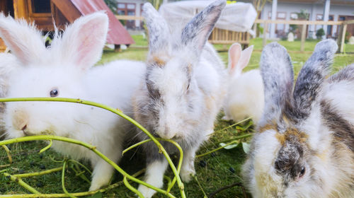 Close-up of rabbits eating plants