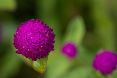 Close-up of pink flowering plant