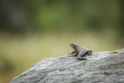 Lizard on rock