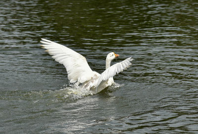 View of swan in lake