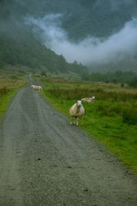 A beautiful gravel road leading into a valley of rosendal in folgefonna national park, norway. 