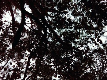 Low angle view of tree against sky