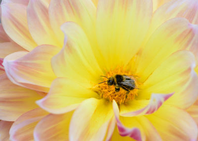 Close-up of insect pollinating flower