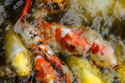 High angle view of koi carps swimming in lake