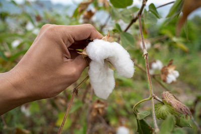 Close-up of hand holding white flower plant