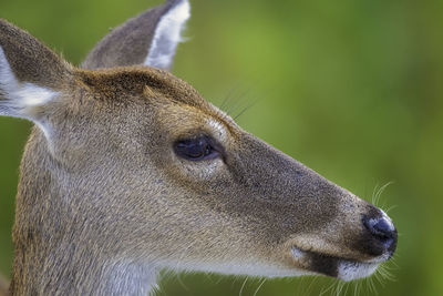 Close-up of deers head