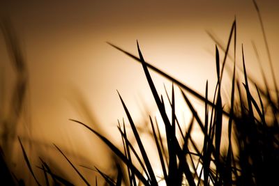 Close-up of stalks against sky during sunset