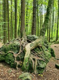 Trees growing in forest