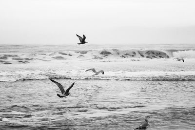 View of seagull flying over sea against sky