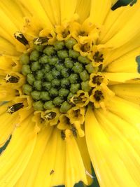 Full frame shot of yellow sunflower blooming outdoors
