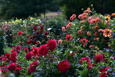 Close-up of red flowering plants on field