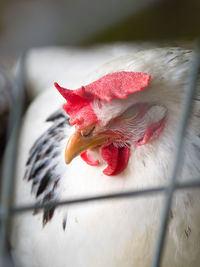 Close-up of rooster