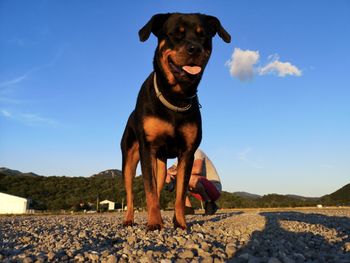 Black dog standing on shore against sky
