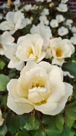 Close-up of white rose blooming outdoors