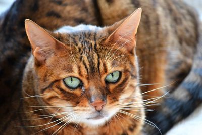 Close-up portrait of cat