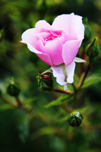 Close-up of pink rose blooming outdoors