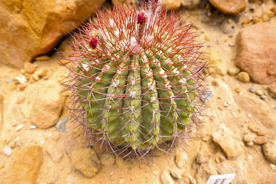 High angle view of succulent plant on rock