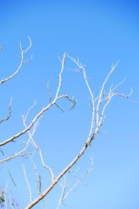 Low angle view of bare tree against clear blue sky