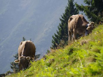 Cow grazing in a field