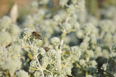 Close-up of bee on flower