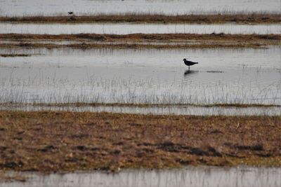 Swan swimming on lake