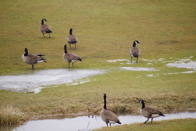 Flock of birds on the field