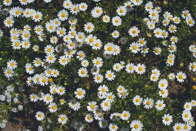 Daisy flower garden - spring april at uminonakamichi seaside park, fukuoka prefecture