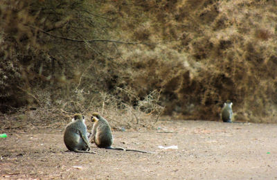 Close-up of monkeys 