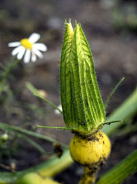 Close-up of plant