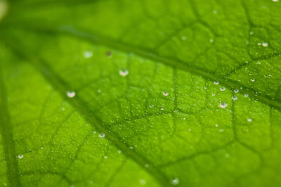 Full frame shot of wet leaves