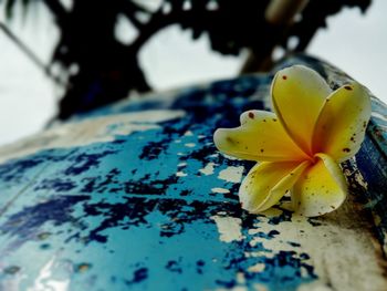 Close-up of yellow flower