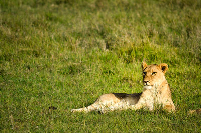Cat relaxing in a field