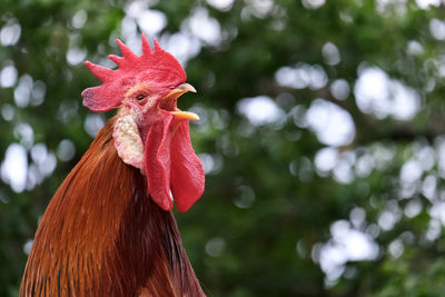 Close-up of rooster