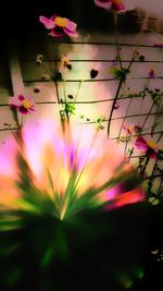 Close-up of flowers blooming outdoors