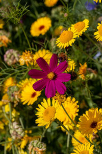 flowering plant