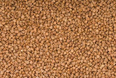 Buckwheat texture high-quality photo .buckwheat background. healthy eating concept.