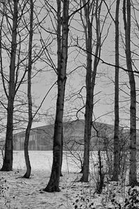 Bare trees on field against sky