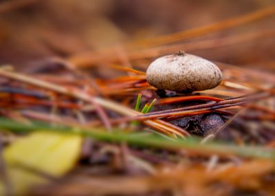 Close-up of mushroom growing on wood