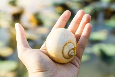 Close-up of hand holding snail