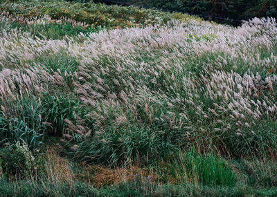 High angle view of plants growing on field