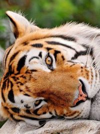 animal themes