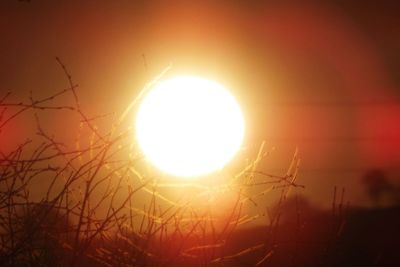 Sun shining through trees