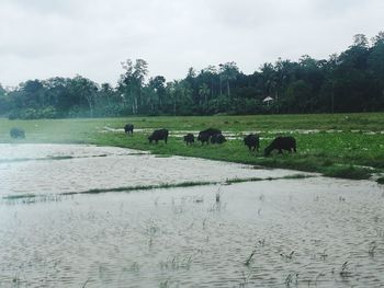 Cows grazing on field by river against sky